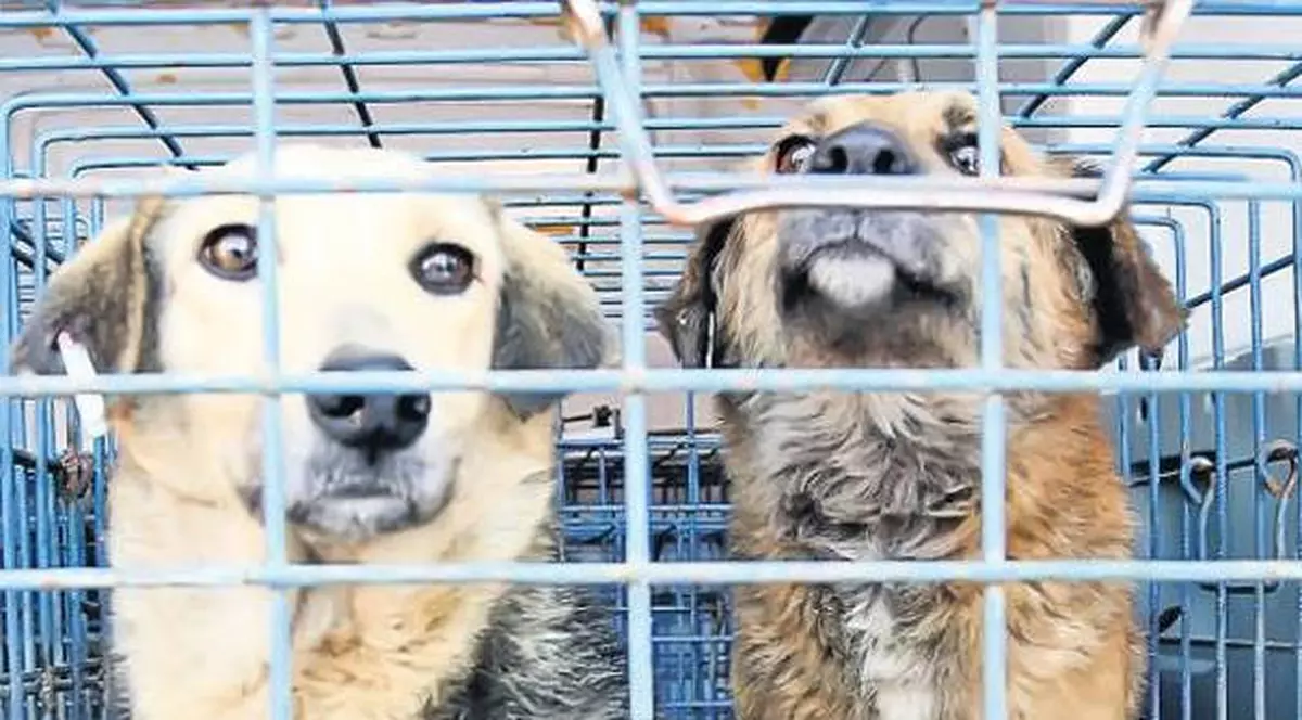 Au început demersurile pentru înfiinţarea Poliţiei Animalelor şi Mediului