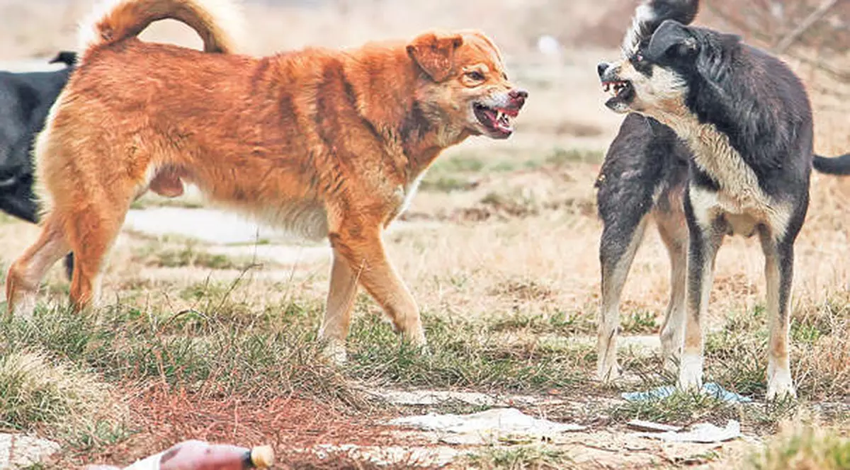 Maidanezii din sectorul 2 vor fi castraţi gratuit şi în aceasta săptămână