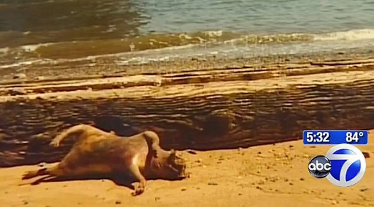 Misterul MONSTRULUI care a îngrozit lumea! "E făptura DIAVOLULUI, cu corp de porc și cap de câine”