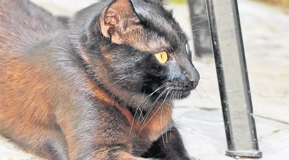 Un motan păzește Castelul Corvinilor