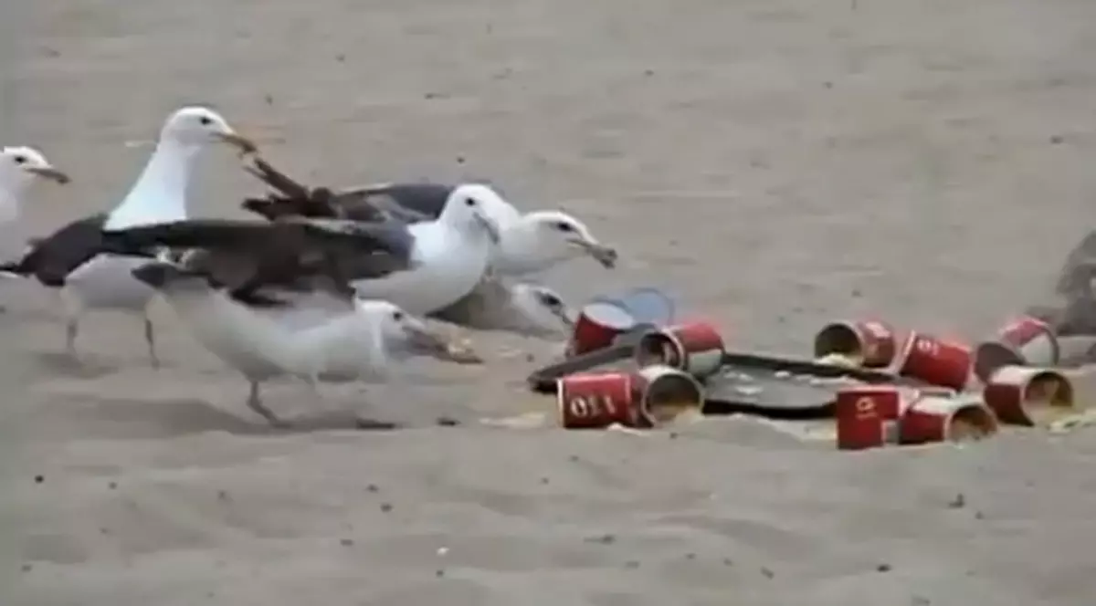 Ce farsă! Au hrănit pescăruşii cu laxative. Ghici ce a urmat | VIDEO