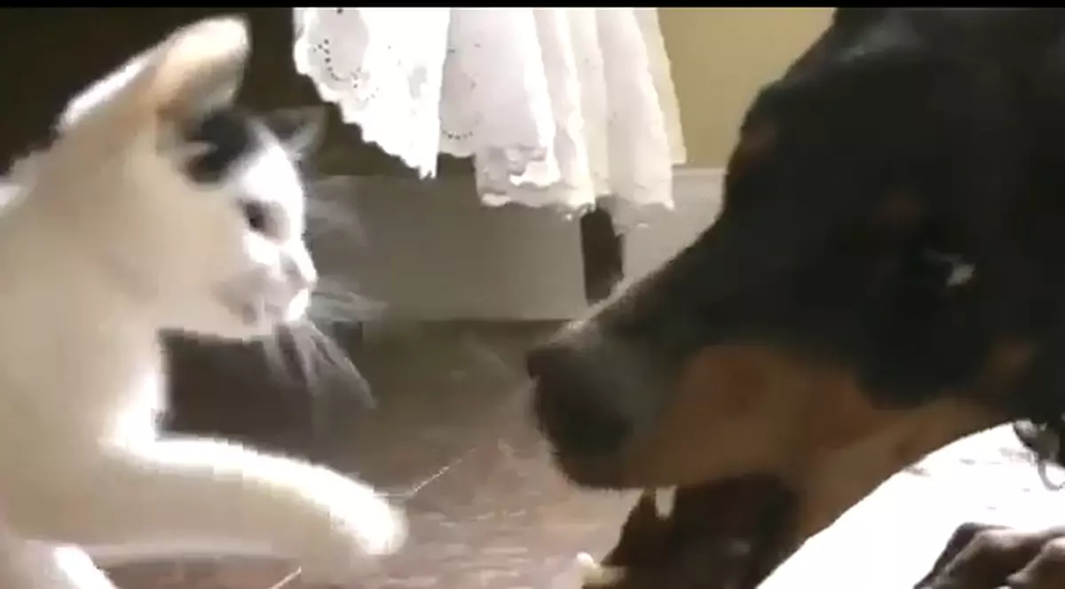 O pisicuţă se bate cu un doberman! Ghici cine câştigă | VIDEO