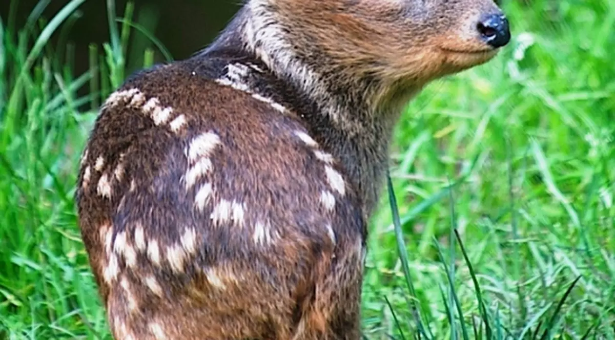 Ai văzut ceva mai simpatic?! Așa arată un pui de pudú, cel mai mic cerb din lume