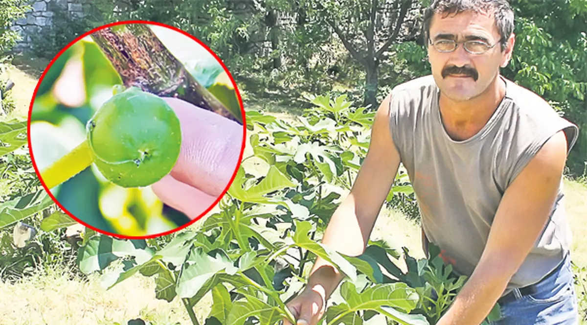 Singura livadă de smochini din ţară este în pericol!