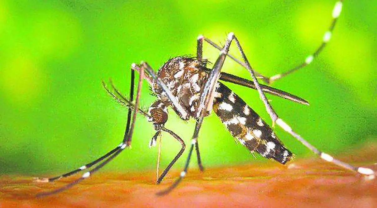 Primăria Capitalei extermină ţânţarii din elicopter