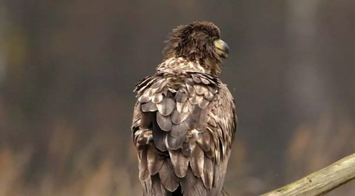 Vulturul Rufus, mascota de la Wimbledon, care se credea că a fost răpit de nişte români, găsit după 3 zile