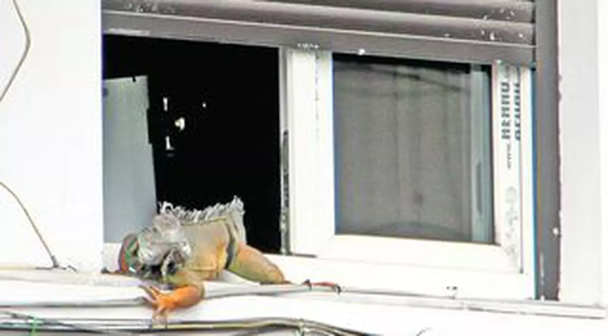 În buricul Capitalei, iguana se încălzeşte la soare!