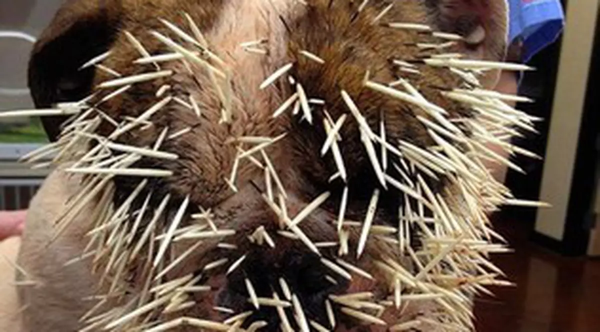 Îţi vine să-i plângi de milă acestui câine! Medicii au scos 500 de ţepi din el, după o întâlnire cu un porc spinos! FOTO