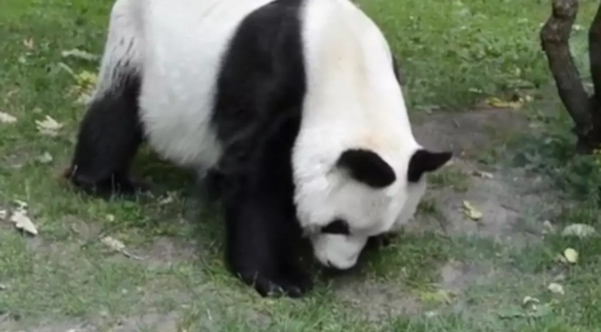 Bao Bao, unul dintre cei mai bătrâni panda din lume, a murit la 34 de ani | VIDEO