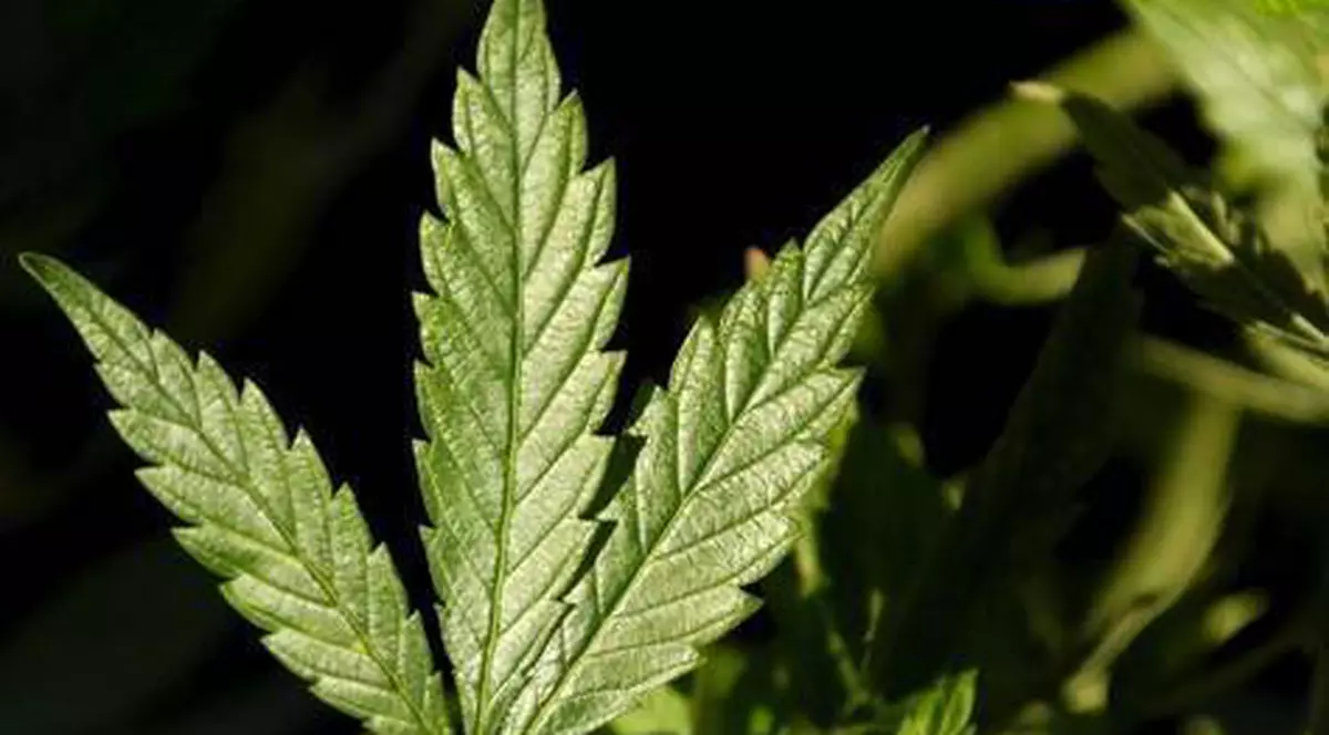 Doi bărbaţi vroiau să introducă în ţară 10 kg de cannabis