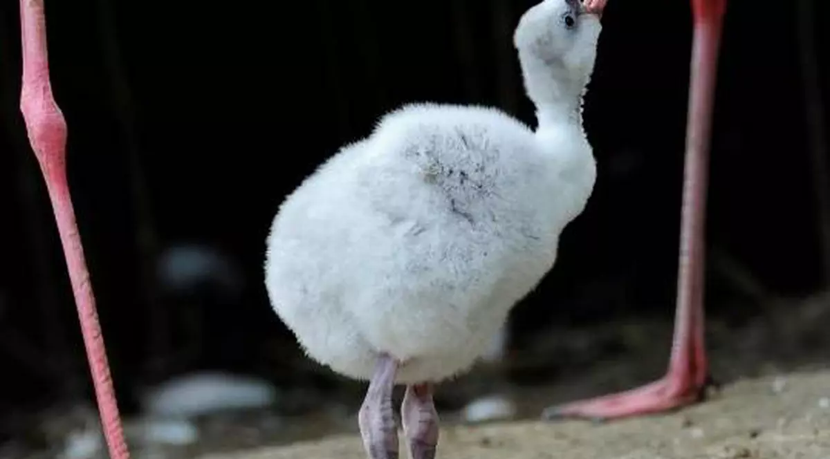 Şi ele apreciază romantismul! Păsărilor flamingo roz le creşte APETITUL de ÎMPERECHERE când aud vocea lui Barry White