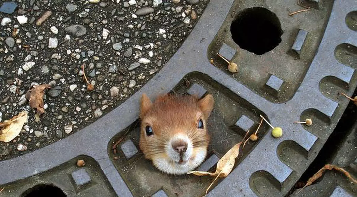Uite unde şi-a băgat capul săraca veveriţă! 