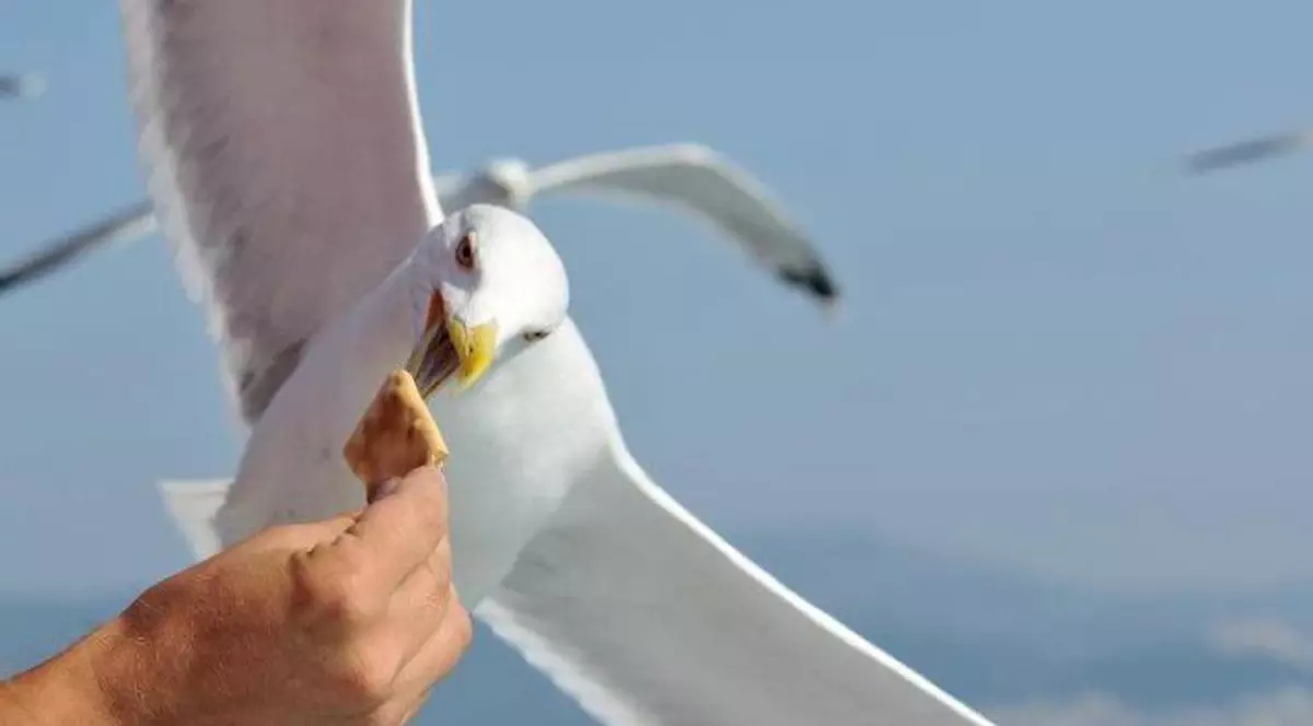 ULUITOR! Aşa ATACĂ pescăruşii în GRECIA!