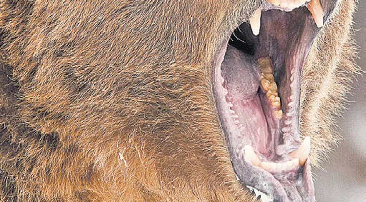 Urşii atacă din nou. Un bărbat din Petroşani a fost sfâşiat de animal