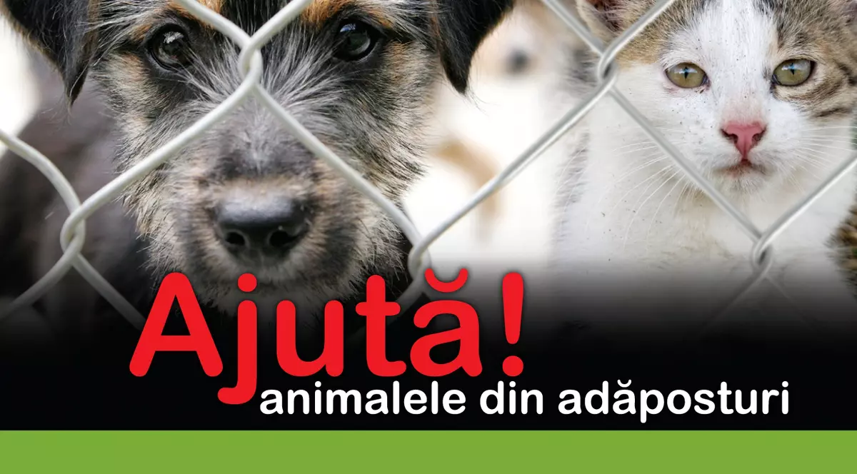 Donaţie apetisantă: 100.000 de porţii de mâncare pentru animalele din adăposturi