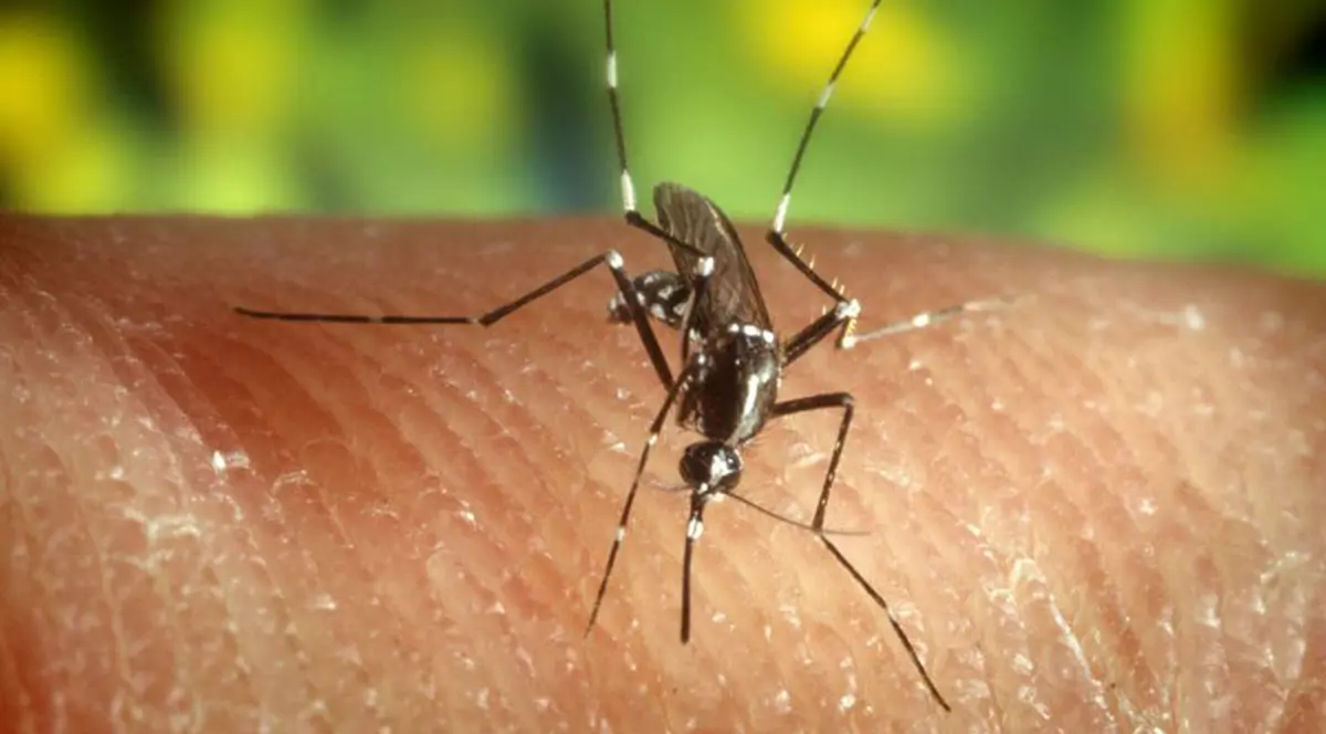 România, în pericol? 12 cazuri de infectare cu virusul West Nile şi o persoană decedată