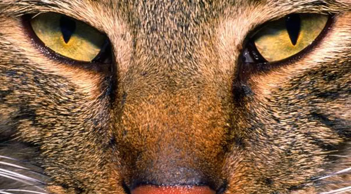 ULUITOR! Un motan CANDIDEAZĂ LA PRIMĂRIE!