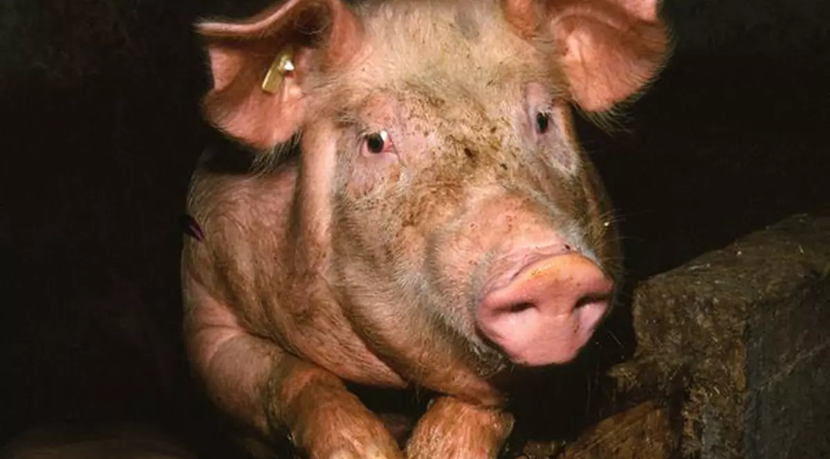 Epidemie de trichineloză în Satu Mare din cauza unui porc