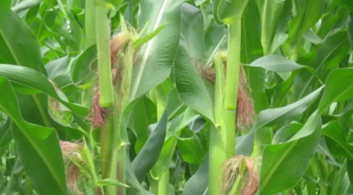 Aveţi probleme cu rinichii? Folosiţi mătasea de porumb