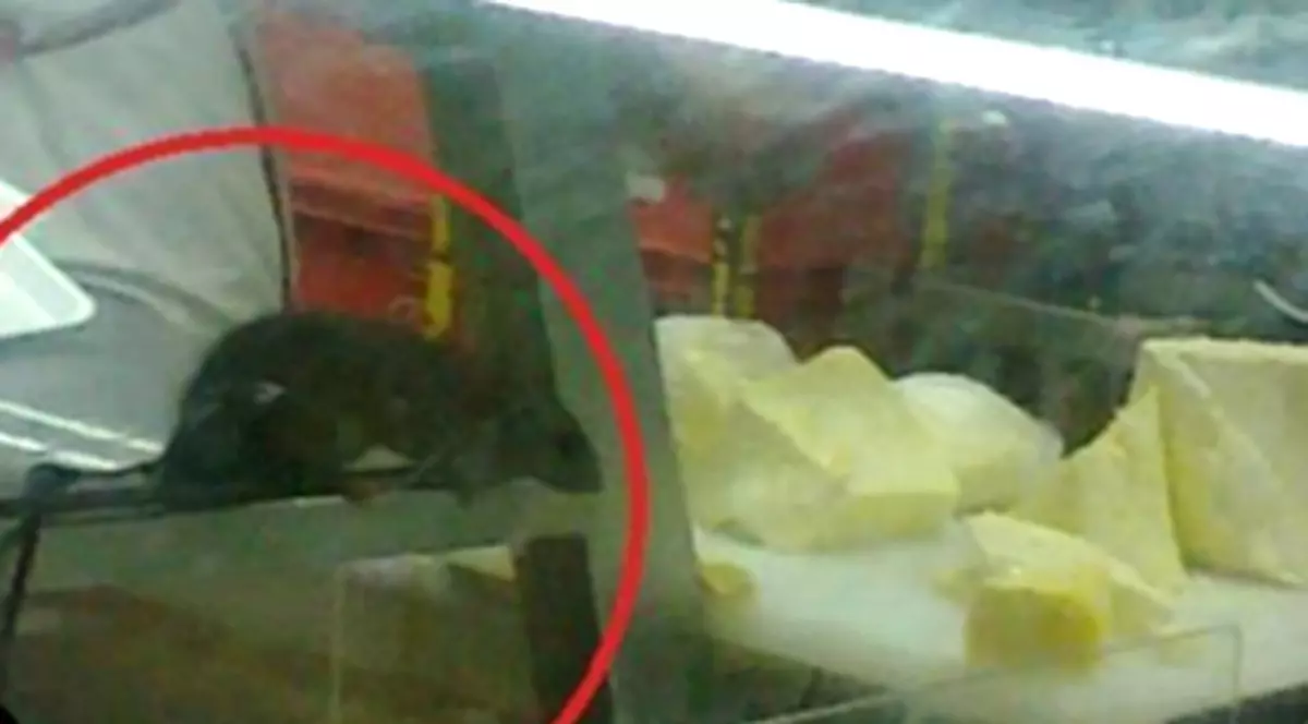 Un ŞOBOLAN, ÎN GALANTAR, LÂNGĂ BRÂNZĂ! Imaginea care i-a ŞOCAT pe cumpărători | FOTO INCREDIBIL