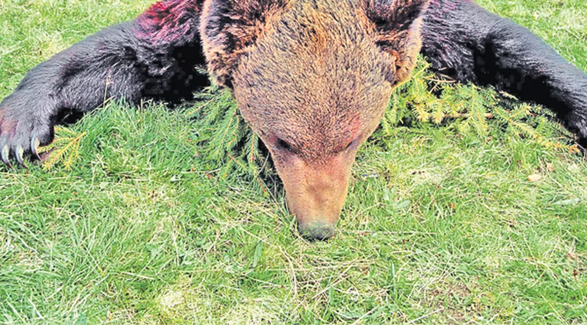 Braconierului ucis de un urs avea casa plină de trofee