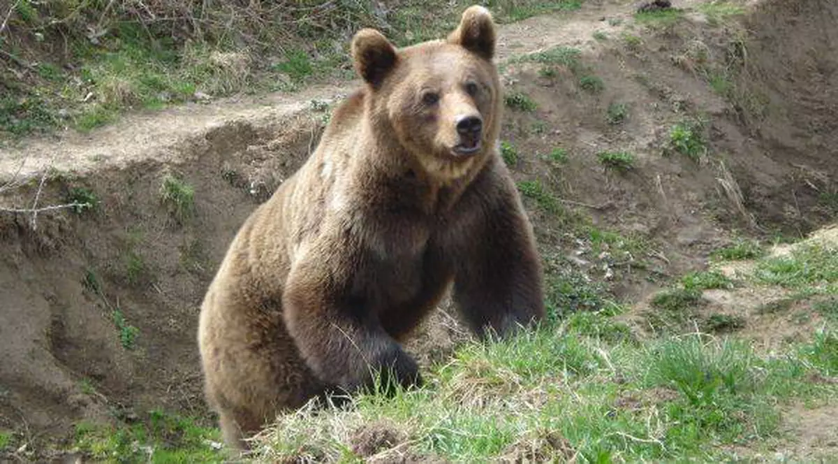 URȘII ATACĂ DIN NOU! Un animal a intrat într-o gospodărie din Moroieni. A luat un porc dintr-un coteţ şi a fugit