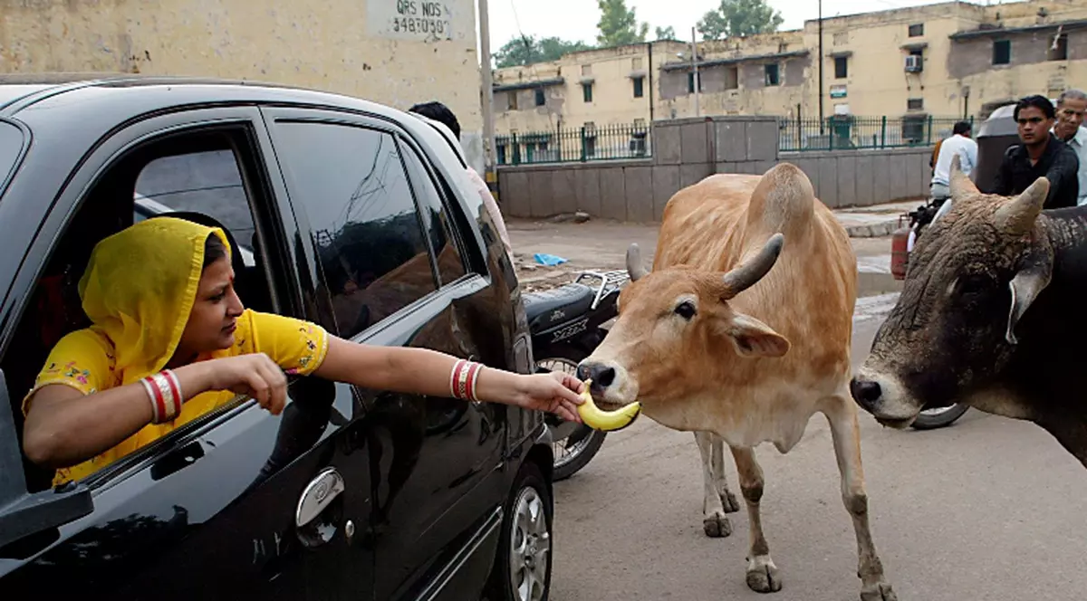 CONCESII URIAŞE făcute de McDonald’s în India! Vezi cum vor proceda în ţara unde vacile sunt sfinte!