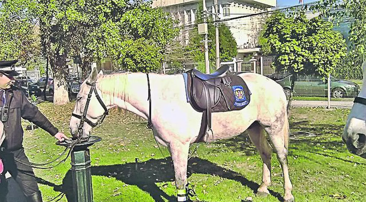 Caii patrulei de poliţie, sfâşiaţi de un câine