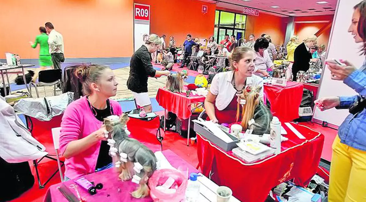 Concurs de frumuseţe canină în Capitală. Ia uite ce câini haioşi au venit la Bucureşti!