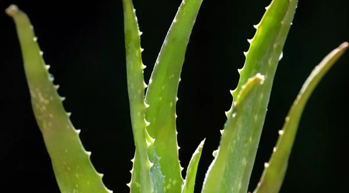 Plante care scad glicemia