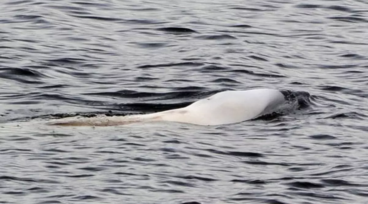 O balenă a învăţat graiul omenesc | AUDIO