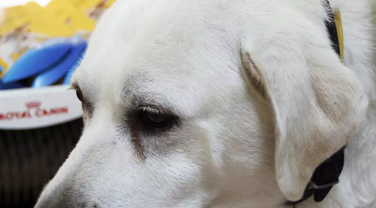 Mafia braziliană a pus la cale asasinarea unui câine poliţist