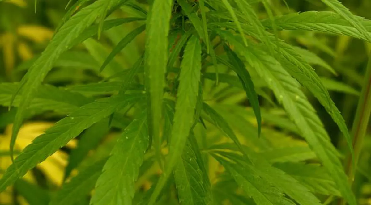 O plantă crescută din greșeală de doi bătrâni i-a lăsat muți pe polițiști