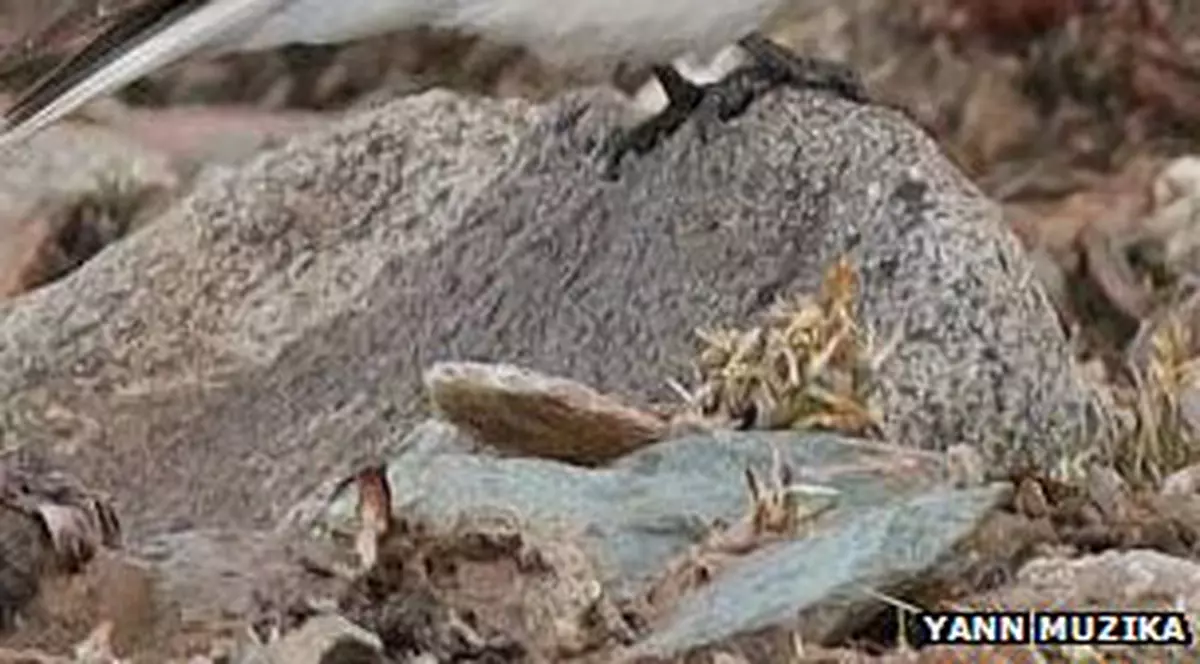 Surpriză IMENSĂ pentru un fotograf. Această PASĂRE nu mai fusese văzută de acum 80 de ani