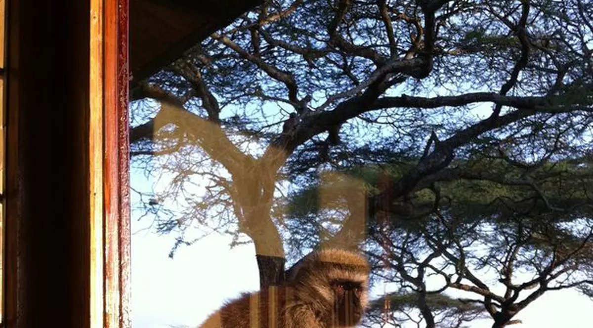 Delia a fost trezită de cinci maimuţe