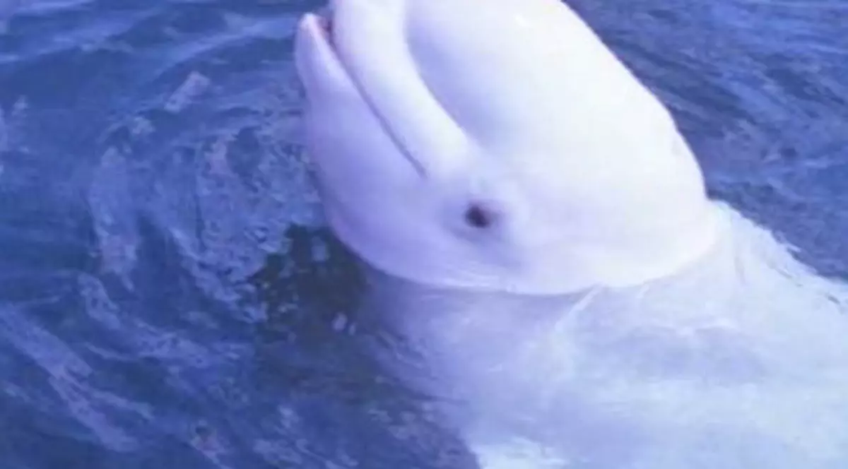 UIMITOR! BALENA care imită vocea UMANĂ | AUDIO