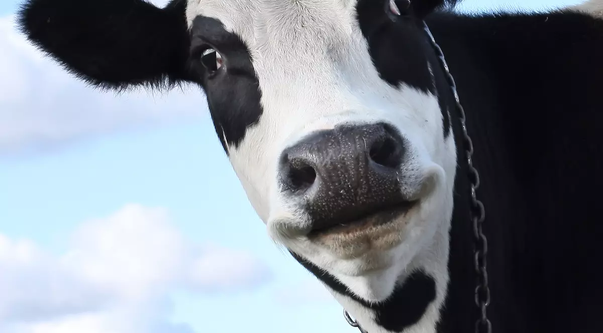 Văcuțele irlandeze ne ajută să mai luăm un examen UE 