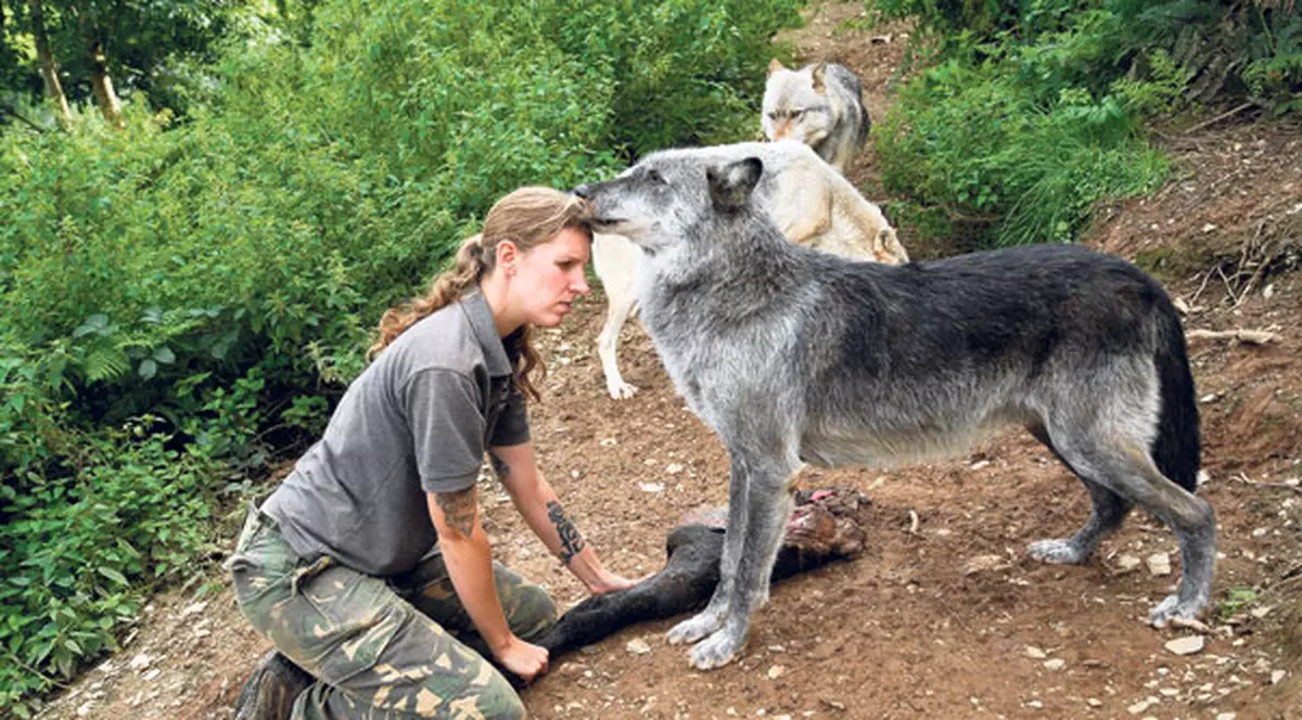 Îşi pune soţia să doarmă cu lupii | GALERIE FOTO