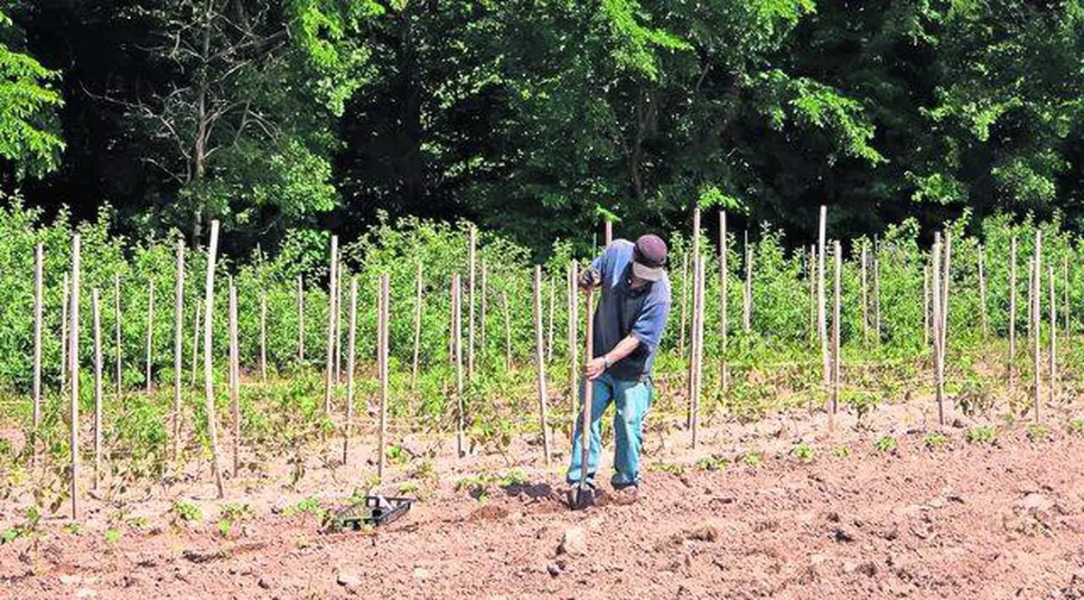 Campanie inedită pentru salvarea agricultorilor: ”Adoptă un ţăran”