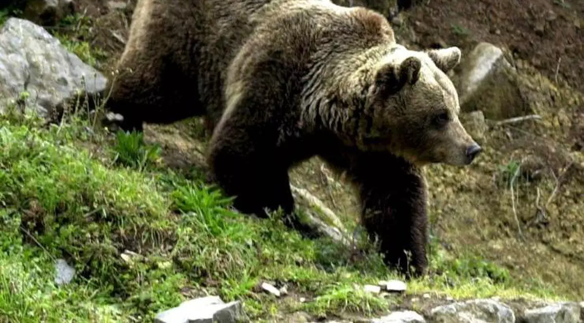 Urşii atacă din nou! Un bărbat a fost muşcat în timp ce se afla la cules de ciuperci