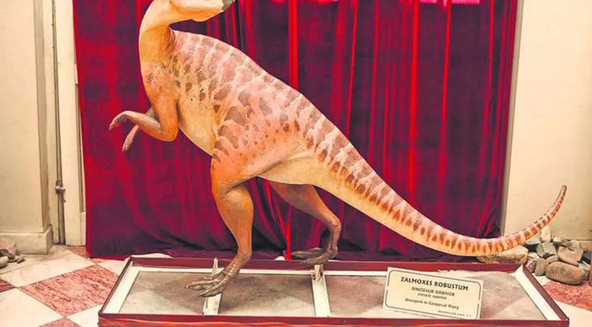 Ouă de dinozaur expuse la Haţeg. Fosilele sunt vechi de 65 de milioane de ani