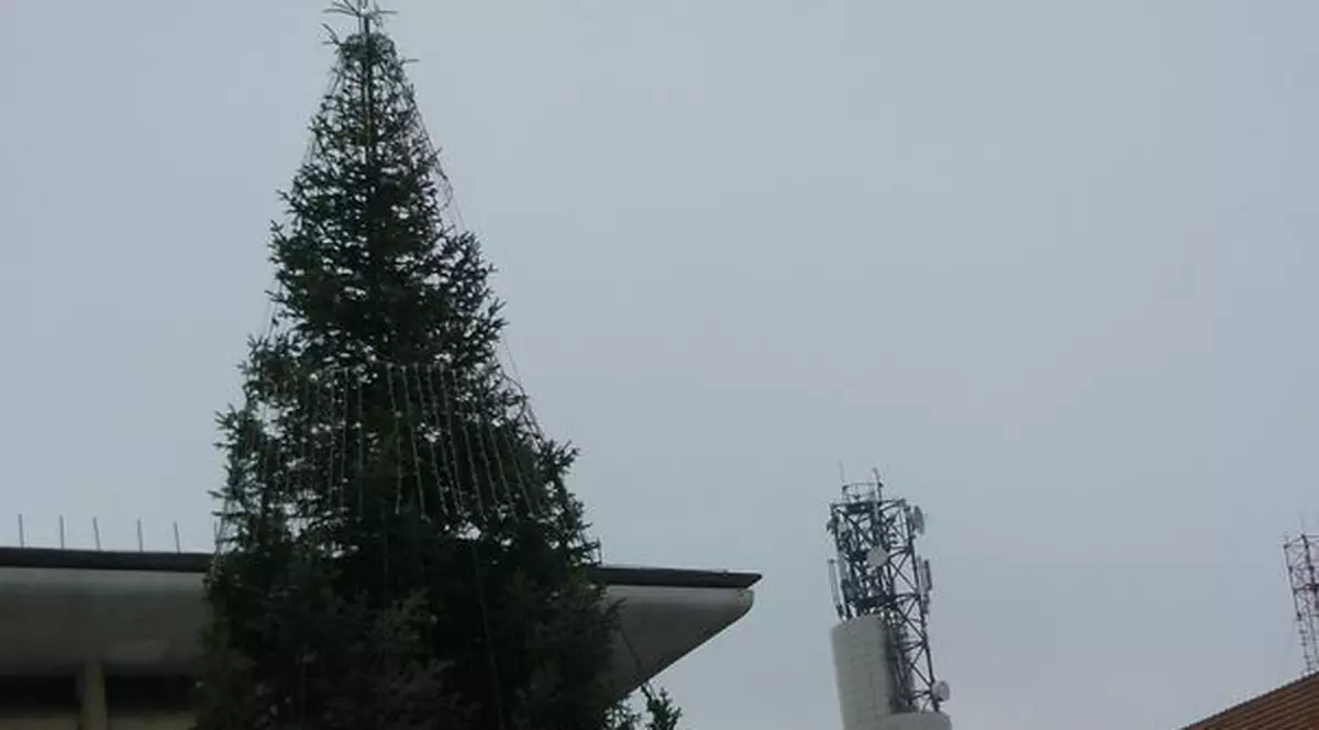 Brad de Crăciun de 100000 de euro