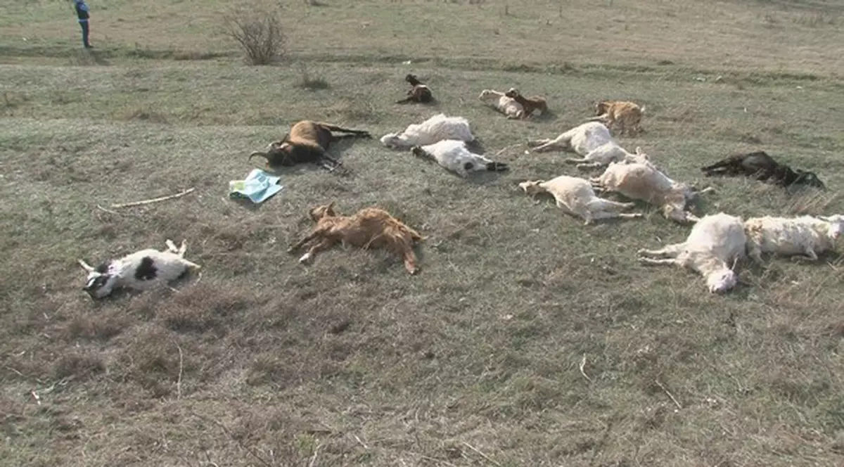 Peste 20 de capre au murit în chinuri groaznice după ce au fost otrăvite! FOTO