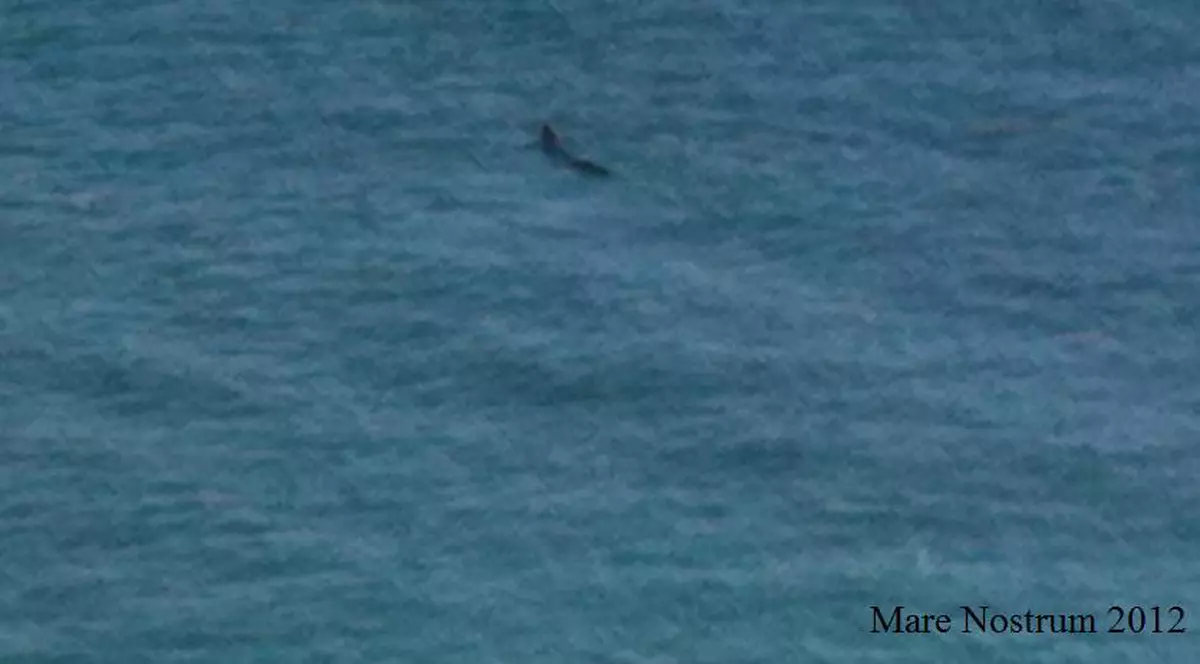 O focă şi-a făcut apariţia în Marea Neagră