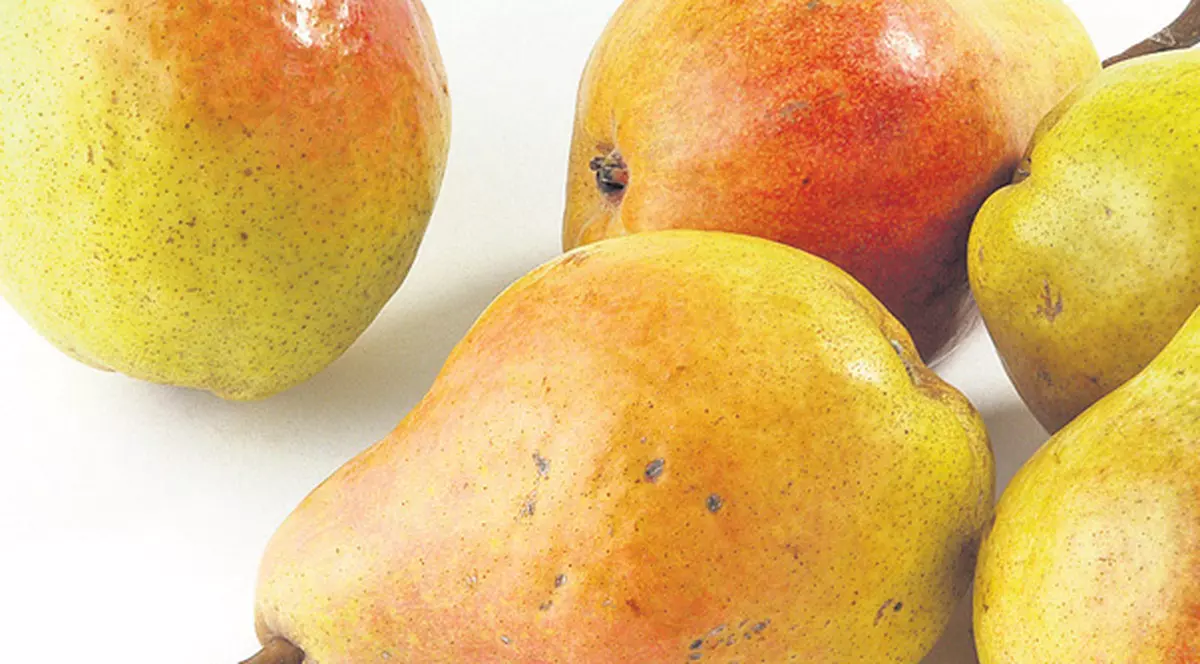 Perele dau energie organismului