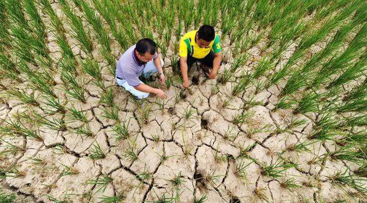 Nu vom muri de foame! Ploaia din octombrie a salvat culturile de grâu