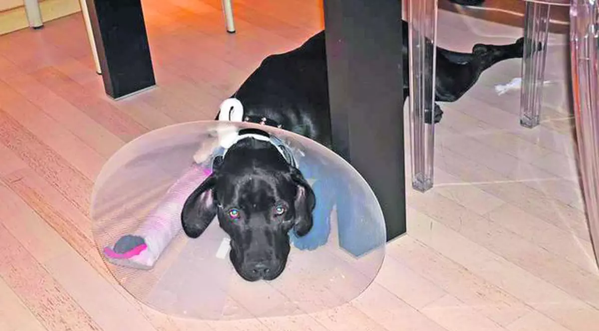 Nu toate vedetele s-au bucurat din plin de Sărbători: Câinele Andreei Raicu şi-a rupt o lăbuţă