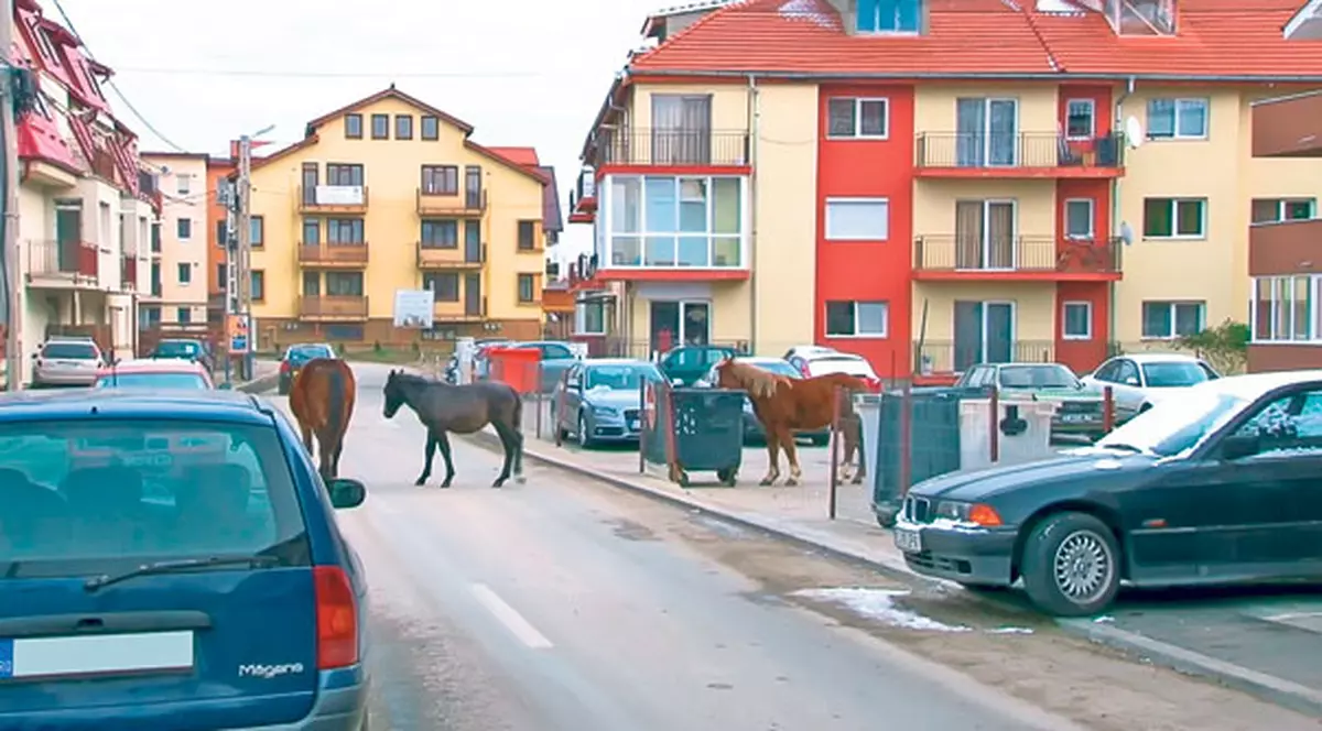 O nouă «specie» pe străzile din Floreşti, judeţul Cluj: au apărut «caii maidanezi»!