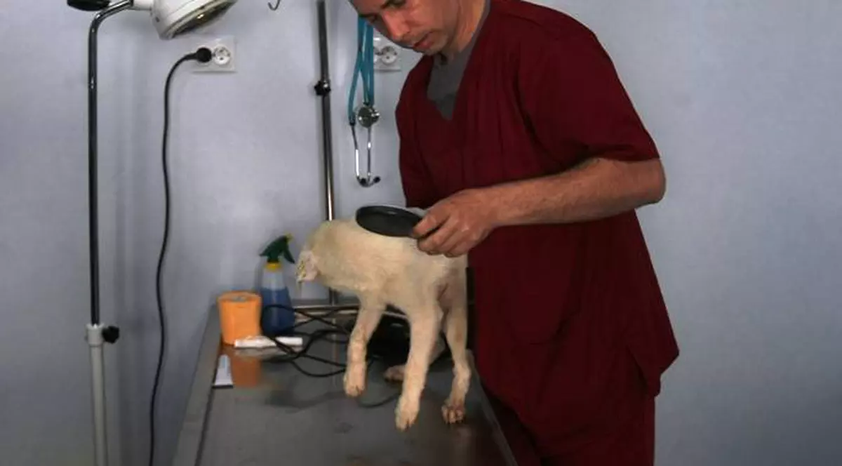 Vrei să-şi castrezi câinele? Află unde îl poţi steriliza Gratis!