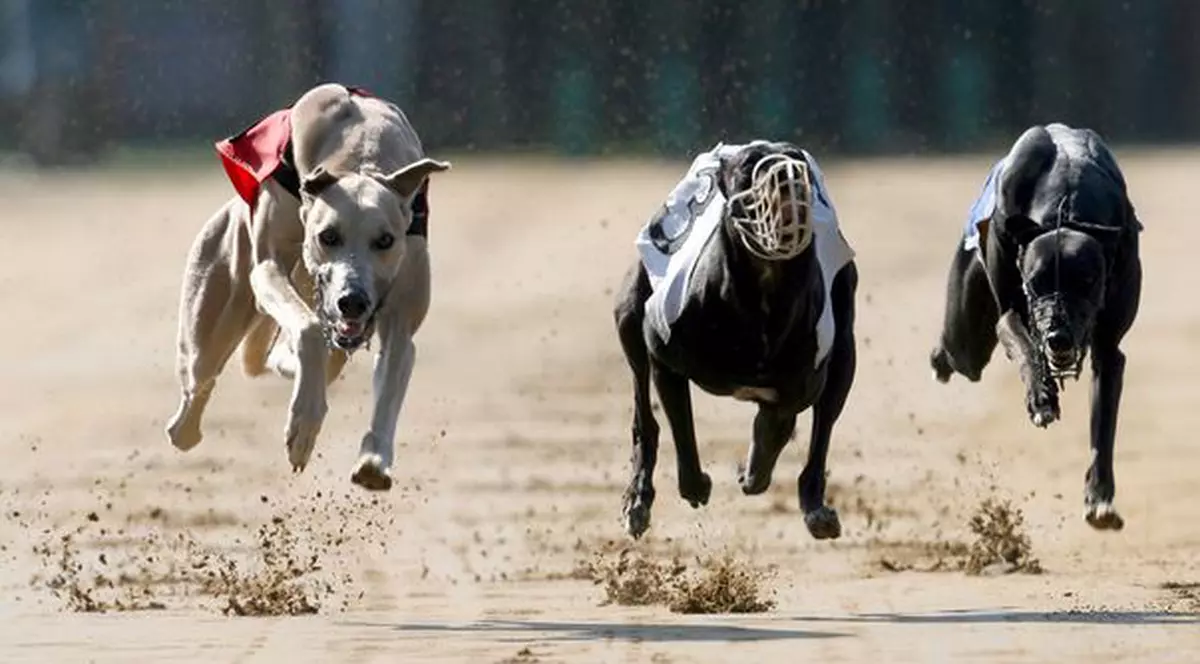 INCREDIBIL! Ce s-a întâmplat într-o cursă de câini NU E PĂMÂNTESC! Aşa ceva se petrece o dată la 30 de milioane de încercări